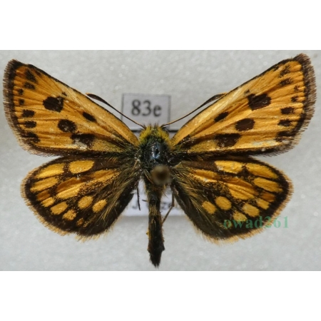 Carterocephalus silvicola (Meigen, 1829) male Kosternik leśniak Poland83e